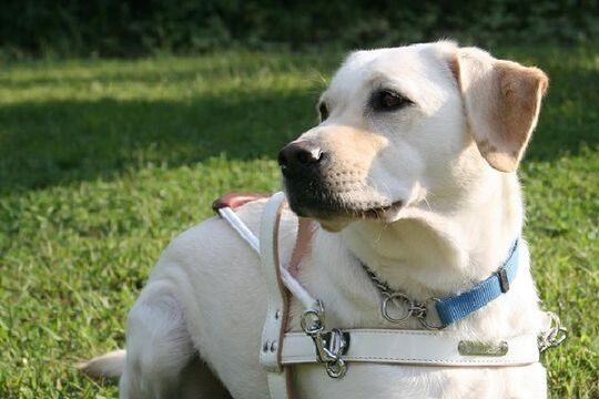 公益財団法人 関西盲導犬協会