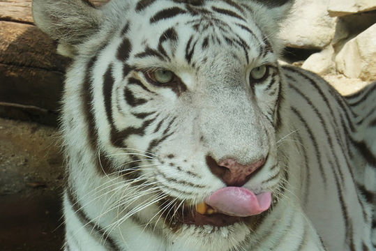 東武動物公園　ホワイトタイガー