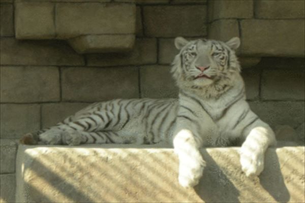 動物園